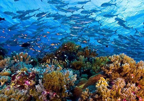 Tubbataha-Reef-National-Marine-Park