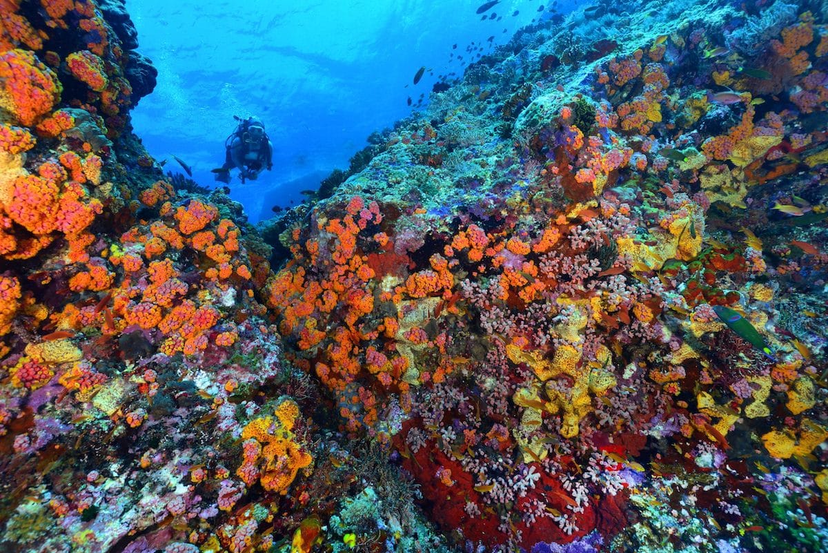 Tubbataha Reefs Natural Park