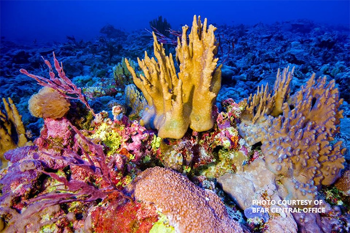 coral reefs philippines 2