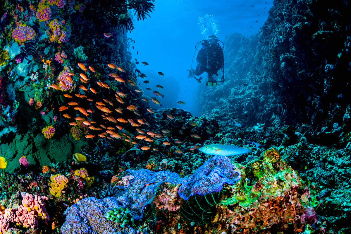 Beautiful coral reefs in the Philippines - Palawan