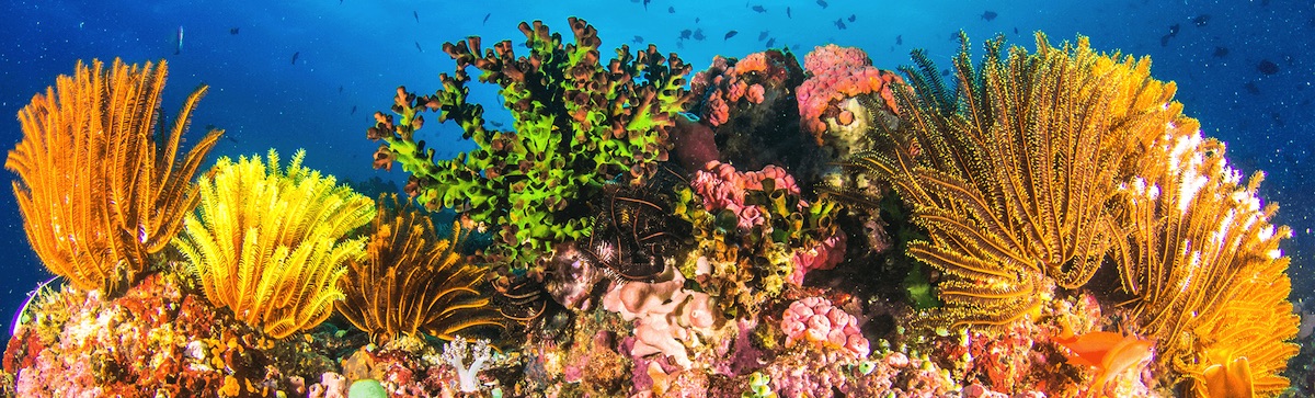 coral reefs philippines Anilao