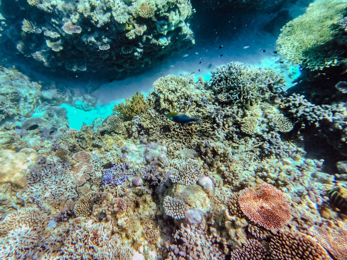 coral reefs philippines apo