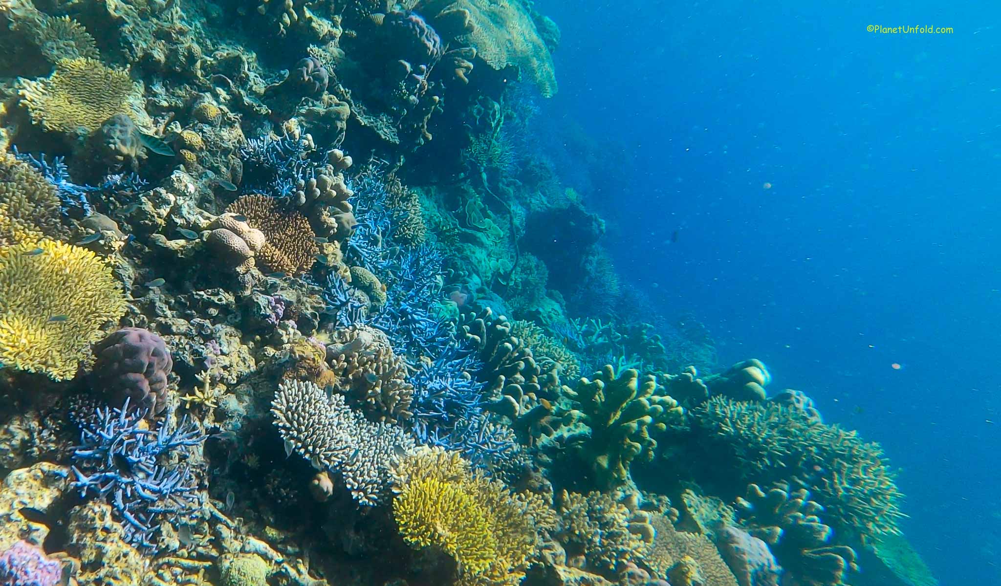 coral reefs philippines coron