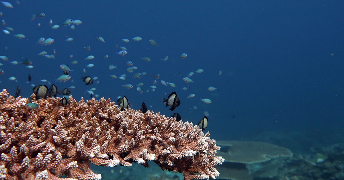 coral reefs philippines el nido