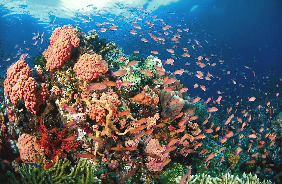 coral reefs philippines preservation