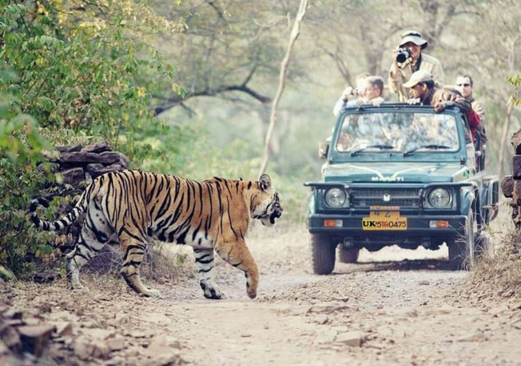 Wildlife safari Rajaji National Park