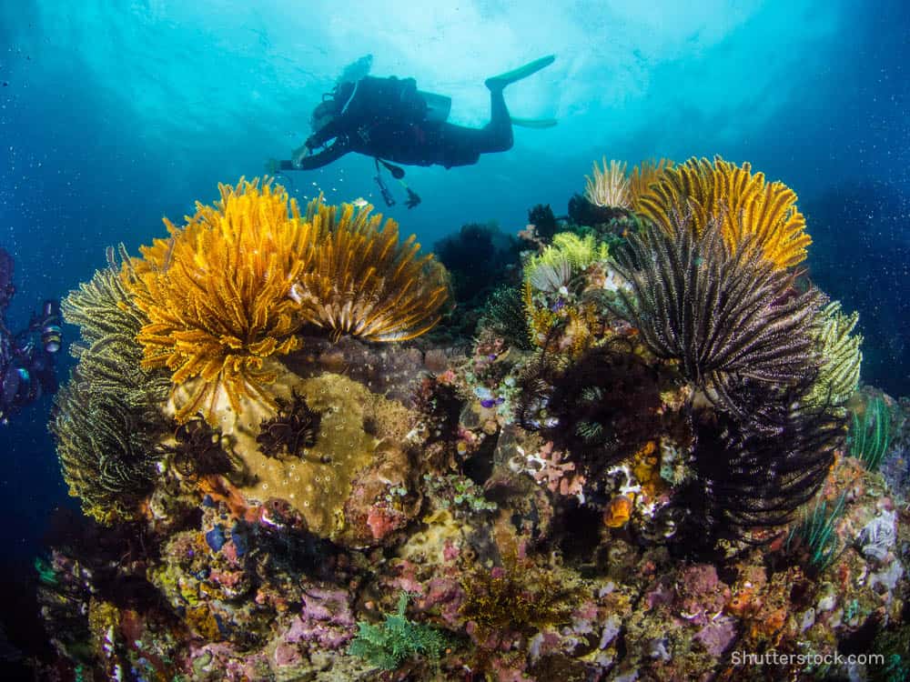 Anilao Diving