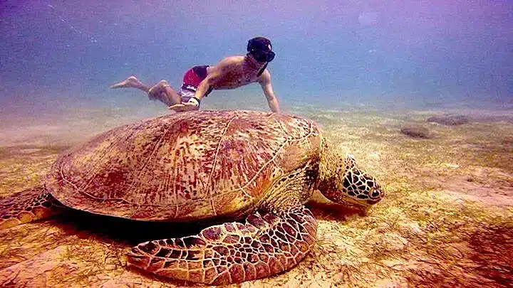 apo reef natural park occidental mindoro turtle 2 jpg