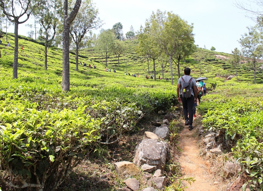 Trekking in Ooty