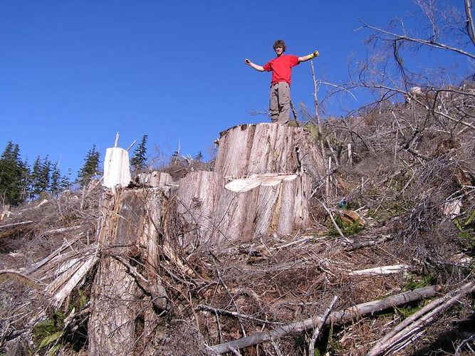 treeplanting big stump 5