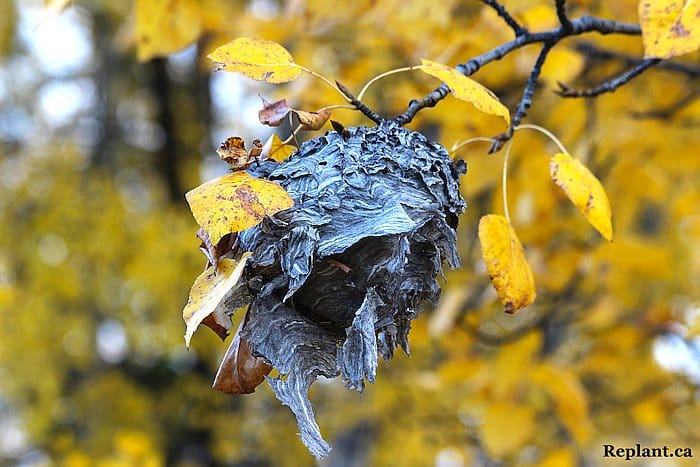 tree-planting-planters-old wasp nest