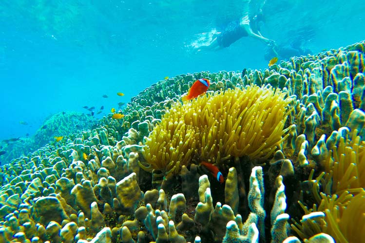 Kalanggaman Island coral reefs