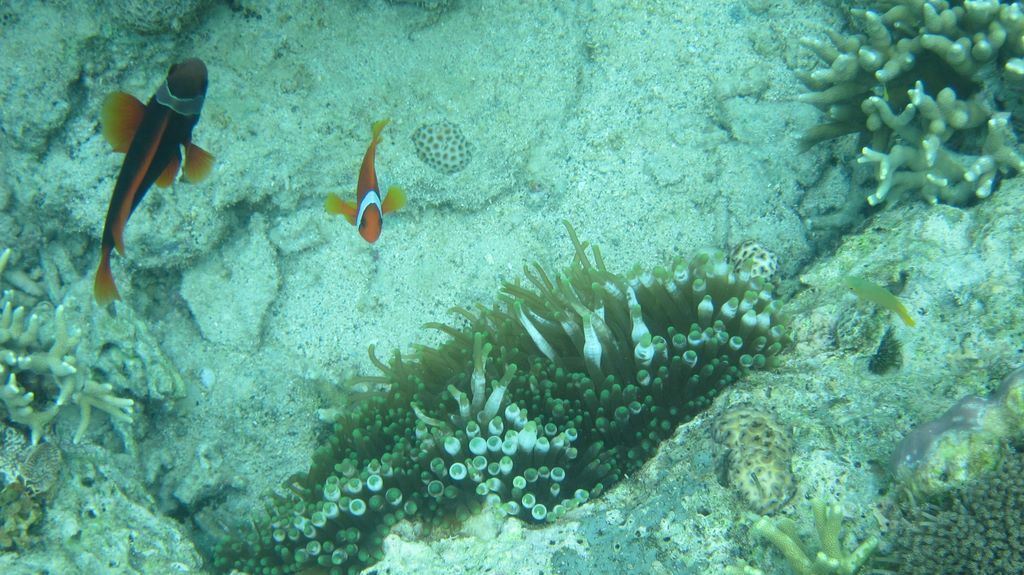 Napantao Marine Sanctuary fish