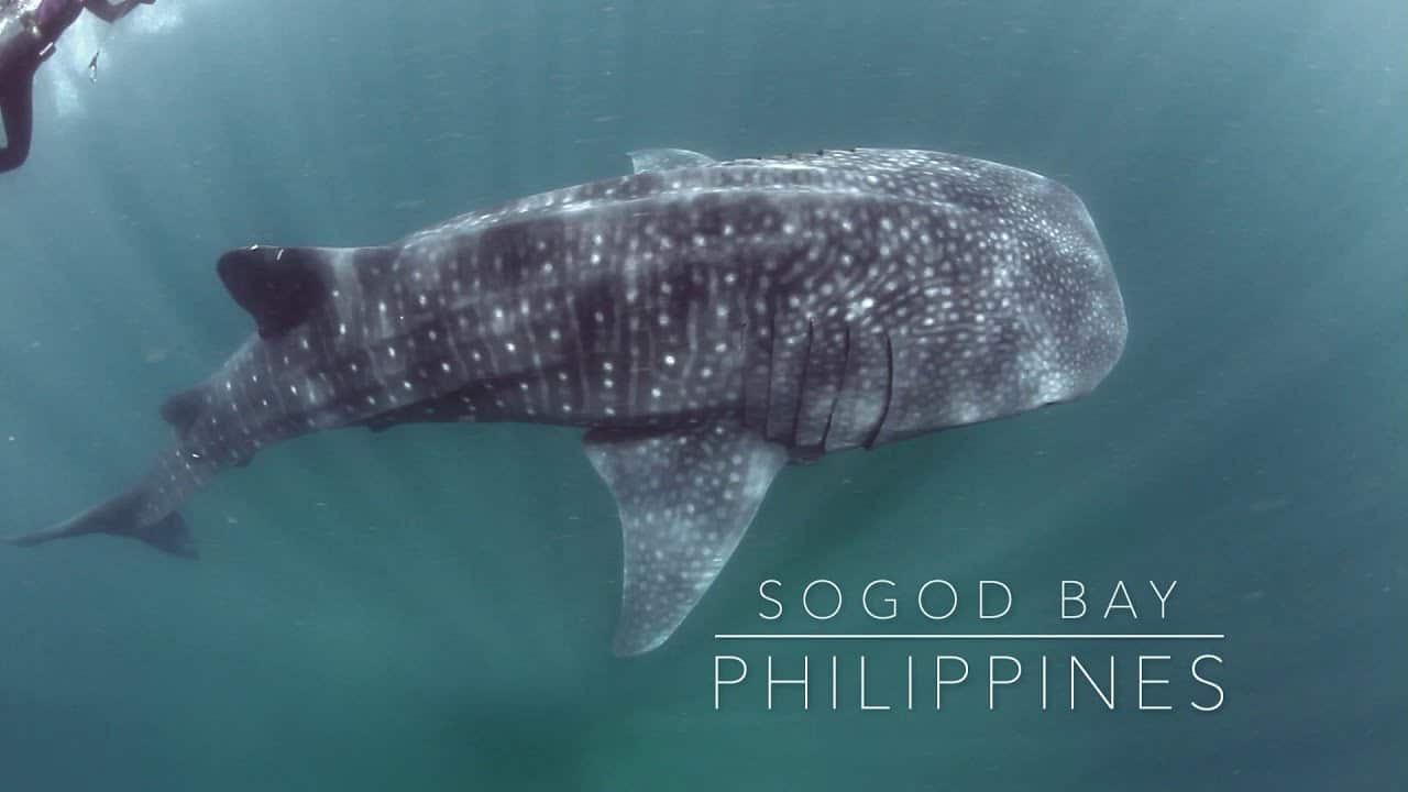 Sogod Bay whale sharks