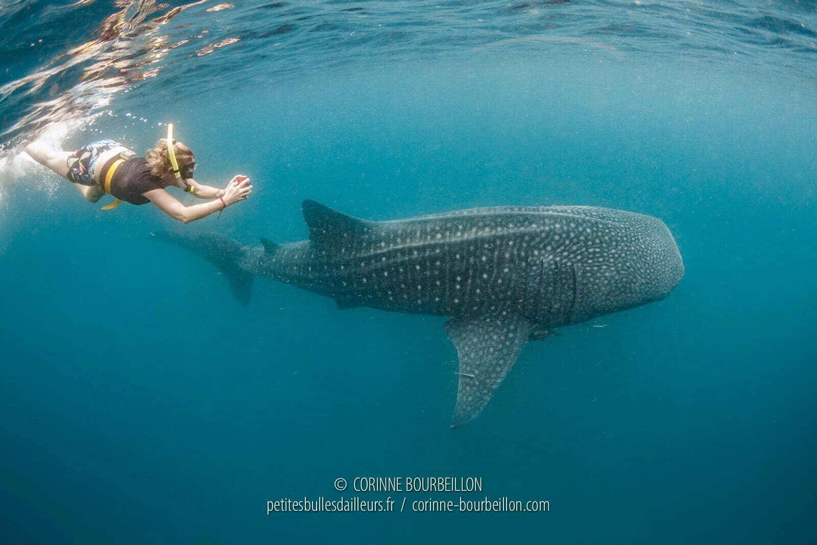 snorkeling whale shark sogod 2