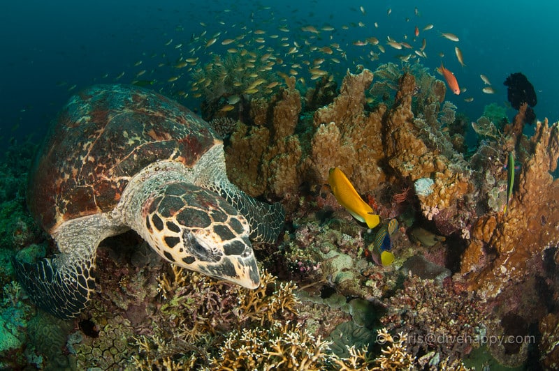 sogod bay philippines diving