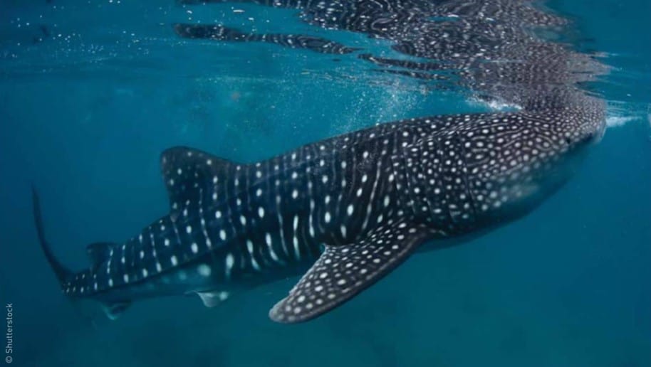 whale shark panaon